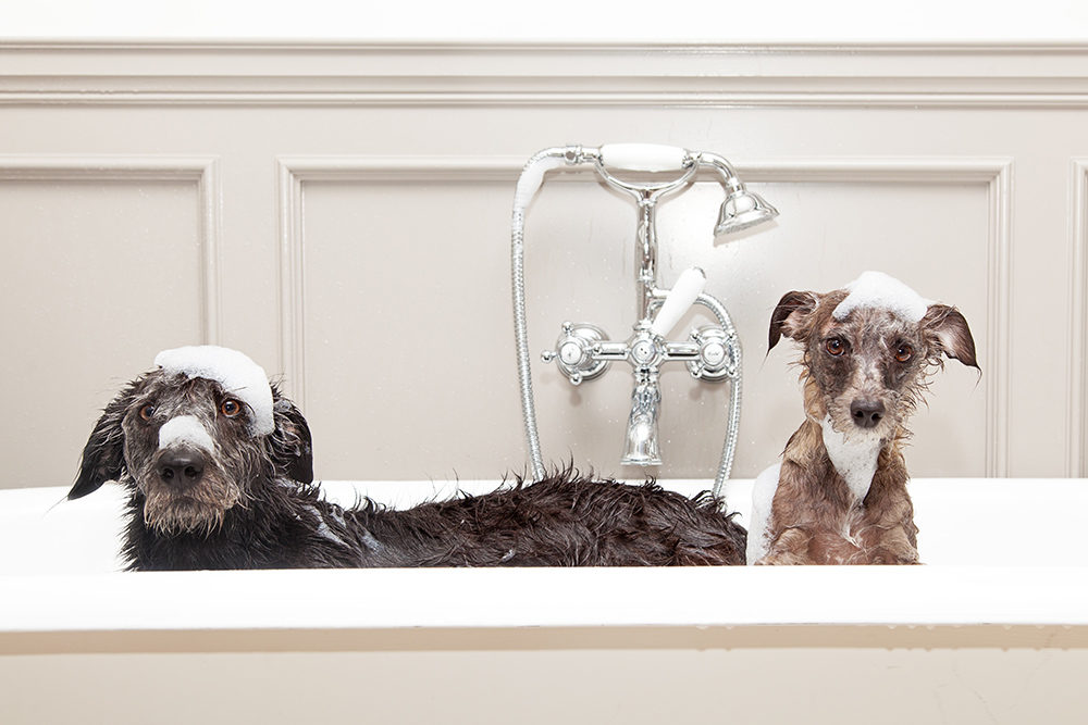 Two different size terrier dogs in tub with unhappy expressions and soap suds on heads, kąpiel psa, pielęgnacja psa, pies, szampon dla psa, groomer, pies, mycie psa, salon dla psa.