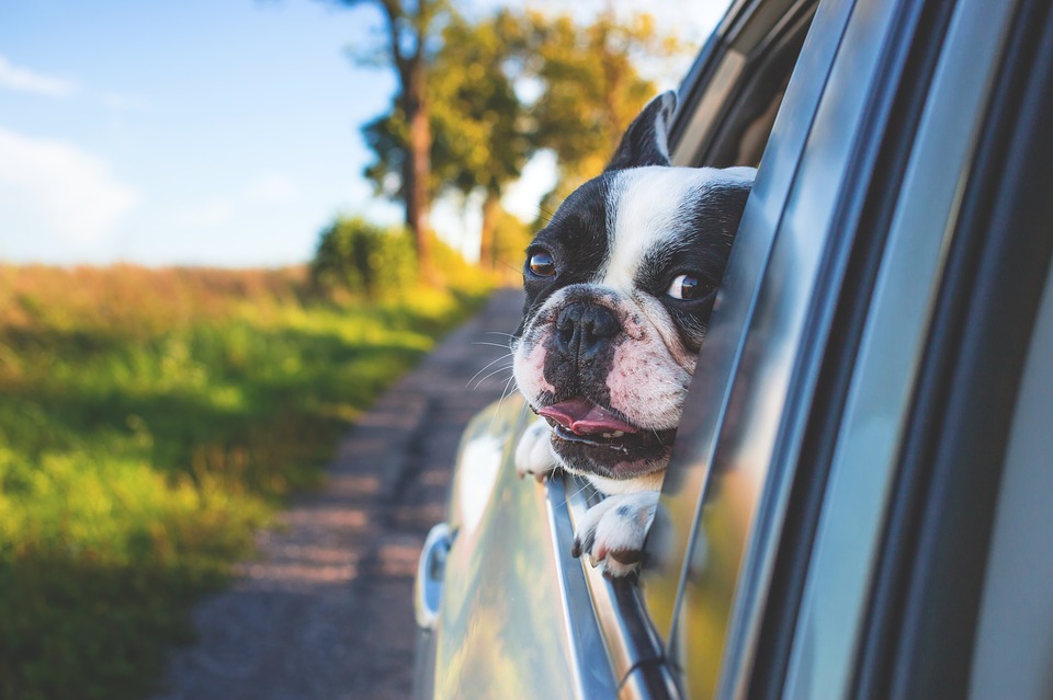 Dog, dog travel, travel with dog, podróż z psem, pies w samochodzie, podróżowanie z psem, pies wyjazd, pies, karma dla psa,