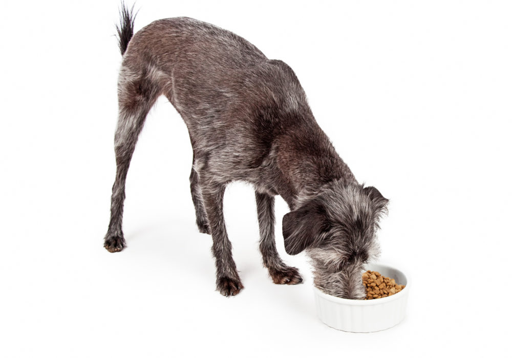 Medium size mixed breed dog eating a bowl of dry kibble food. Isolated on white.