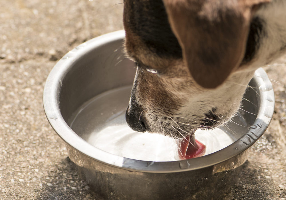 Hund trinkt Wasser - Jack Russell Terrier